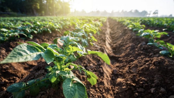 Molinaro (Lega): «La nuova delimitazione delle zone svantaggiate penalizza gli Agricoltori calabresi»