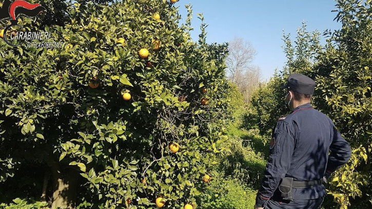 Corigliano: altri quattro indagati per occupazione abusiva di area demaniale 