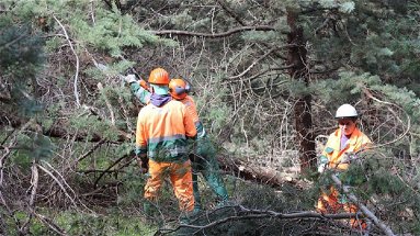 Settore forestale, i Sindacati: «Servono investimenti, sicurezza, responsabilità, contrattazione»