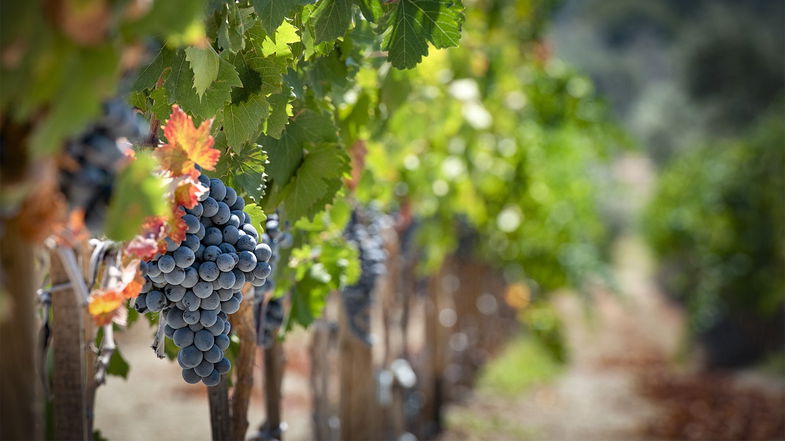 Vitivinicoltura, in arrivo più di 1,3 milioni per le aziende calabresi