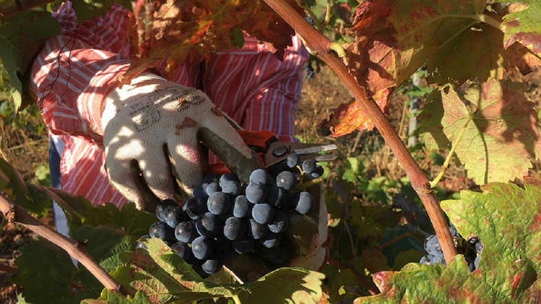 Distretti del cibo, Santoianni: «Occasione per rilanciare lo sviluppo dell'agricoltura in Calabria» 