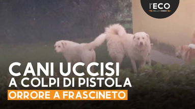 Frascineto, uccisi due cani a colpi di pistola