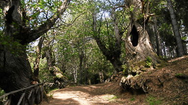 «I castagni di Cozzo del Pesco devono entrare nel Parco della Sila»