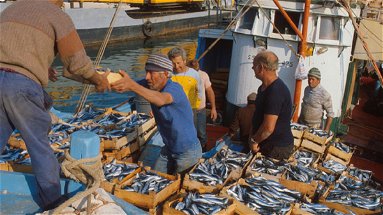 Pesca, in Calabria la spesa certificata dei fondi europei supera i 5 milioni