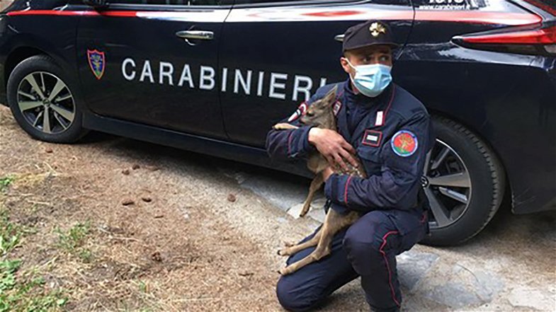I carabinieri forestali salvano un cucciolo di capriolo. Una storia a lieto fine - VIDEO