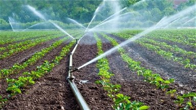 Cassano, nella contrada Lattughelle manca l’acqua per irrigare i campi: «Vergognoso»