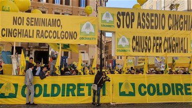 Coldiretti Calabria: «I cinghiali sono una calamità. Gli agricoltori seminano e loro distruggono»