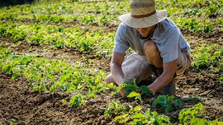 Agricoltura, Molinaro (Lega): «58milioni di euro fermi nelle casse della Regione»