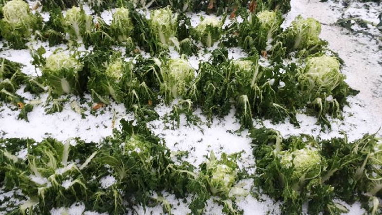Cassano, dichiarato lo stato di calamità naturale per danni all'agricoltura da precipitazioni atmosferiche