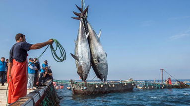 Pesca, stilata la graduatoria provvisoria Feamp: 15 le domande di aiuto ammesse 