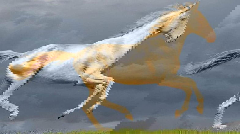Al cavallo
