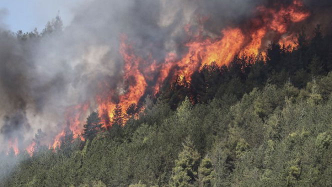 Incendi in Calabria, Guccione: «Situazione dovuta a scelte sbagliate»