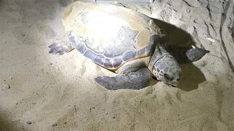 Tartaruga marina sceglie la spiaggia di Corigliano-Rossano per deporre le sue uova