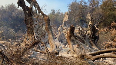 Distrutto dalle fiamme l'ulivo più antico del mondo. Anche la Grecia piegata dagli incendi