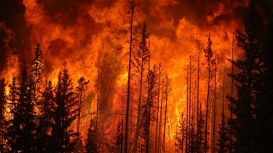 Associazione Italiana Coltivatori: «Incendi, perdite strazianti»