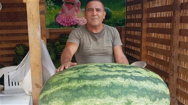 Bellezze del Sud: è nata un'anguria gigantesca di 116 kilogrammi