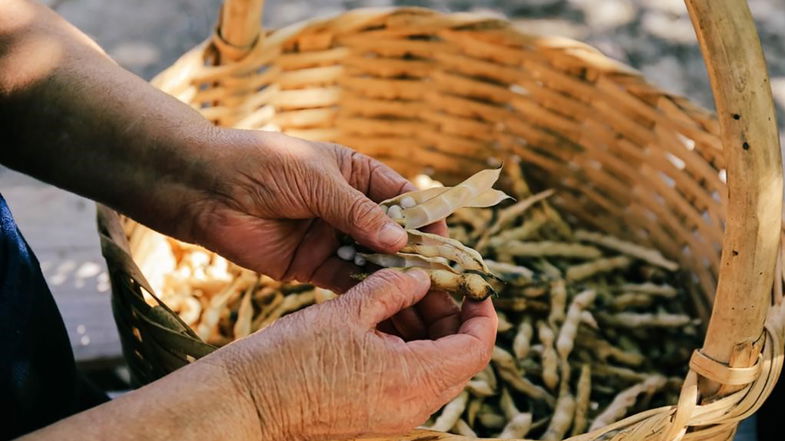 Il fagiolo poverello è il nuovo presidio Slow Food della Calabria