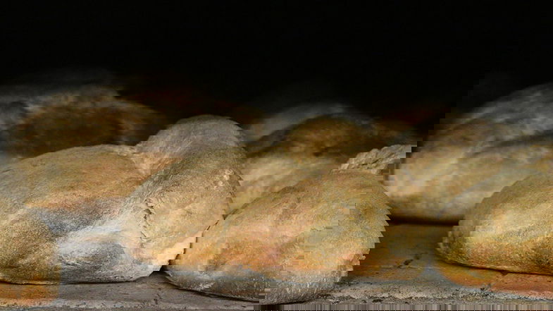 Cerchiara fa festa con il pane, l'olio e gli altri prodotti d'eccellenza