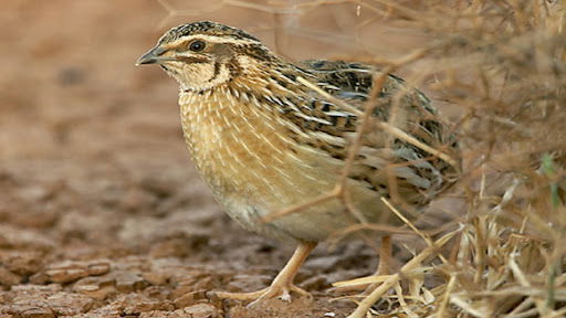 Gallo fa le pulci al centrosinistra e rassicura i cacciatori: stop battute solo per tortore e quaglie