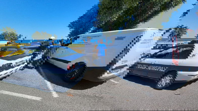 Randagismo a Crosia, controlli a tappeto su tutto il territorio. Situazione sotto controllo