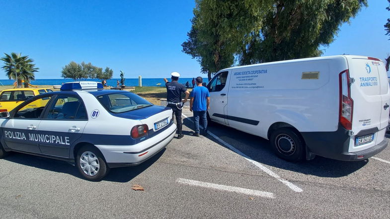 Randagismo a Crosia, controlli a tappeto su tutto il territorio. Situazione sotto controllo