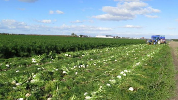 Stato di calamità a Co-Ro, stanziati 105 milioni per la ripresa dell'agricoltura