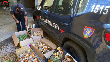 Sequestrati oltre 70 kg di funghi epigei, numerose sanzioni nel cosentino 