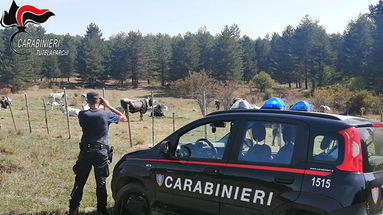 Parco della Sila, controlli e sanzioni sulla gestione dei pascoli