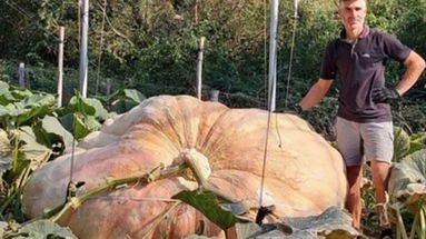 È italiana la zucca più grande del mondo