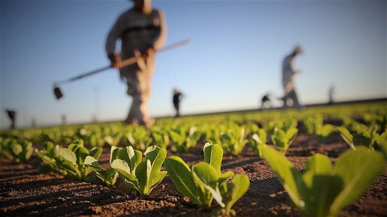 Premi di produttività per i lavoratori dell'agroalimentare: c'è l'accordo