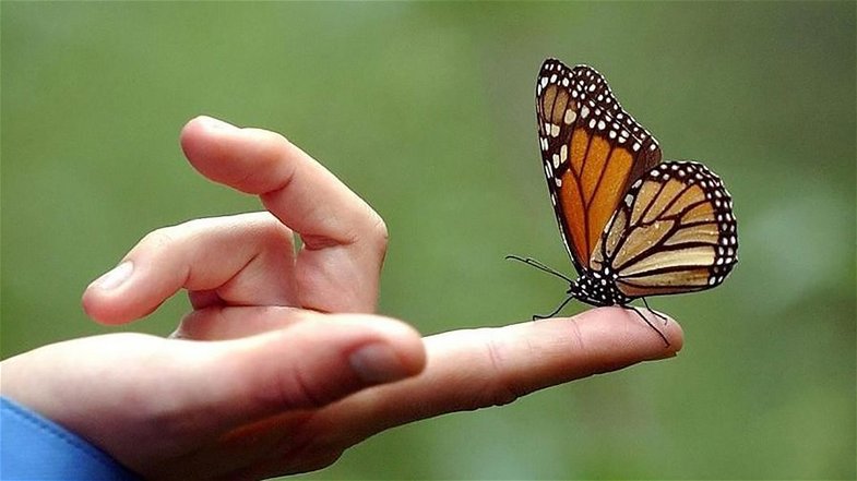 A Tarsia il primo evento nazionale per tutelare e valorizzare le farfalle