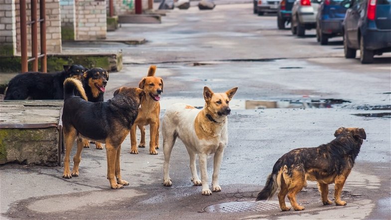 Il movimento nazionale di Stop Animal Crimes propone un piano per salvare gli amici a quattro zampe dalla strada 