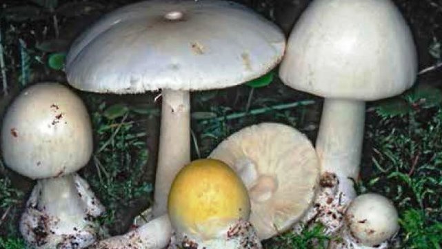 Una cena a base di funghi velenosi: donna di Campana lotta tra la vita e la morte