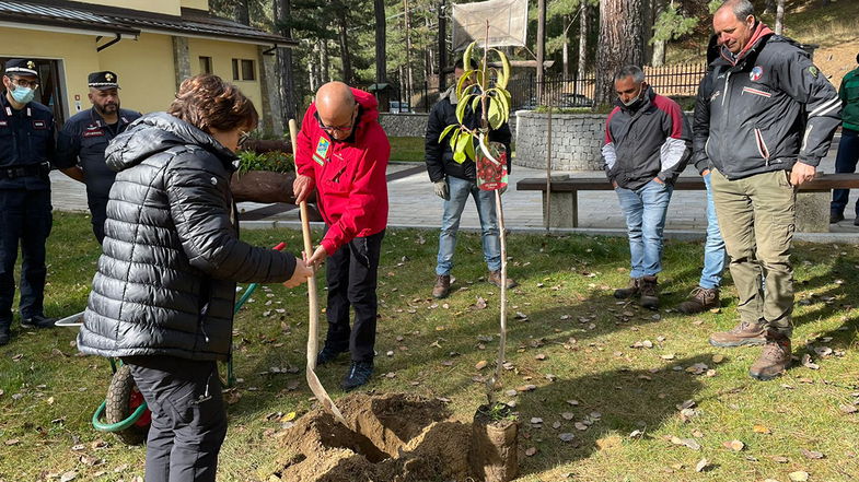 Il Parco Nazionale della Sila celebra la Festa dell’Albero. Il presidente Curcio: «Prendersi cura del bosco ci riguarda» 