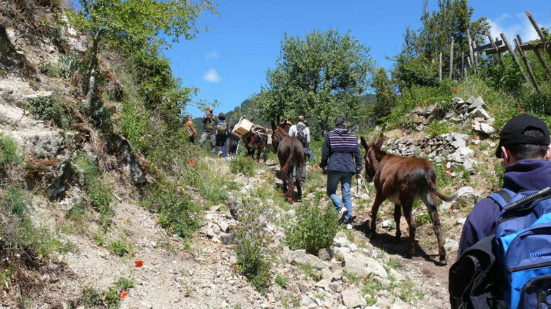 Esplorare la Sila facendo trekking… con gli asini