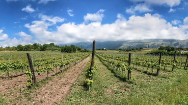 RURAL FOOD FESTIVAL - Inizia dal vino il viaggio tra le identità alimentari del Pollino