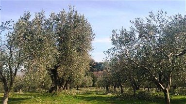 Agricoltura, minori risorse per il settore olivicolo: La Regione interpella il Ministero 