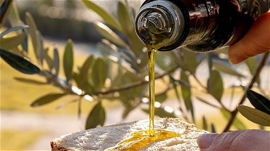 Campagna olearia 2021, in Calabria ben 25 Presidi Nazionali Slow Food dell'olio evo