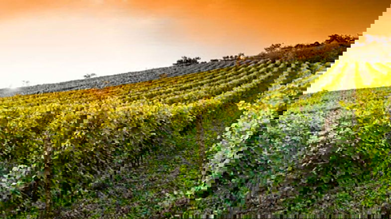 Vigneti calabresi, approvata la graduatoria delle domande di sostegno