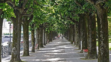 Una speciale classifica: ecco le città che piantano tantissimi alberi. Calabria virtuosa