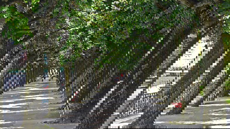 Una speciale classifica: ecco le città che piantano tantissimi alberi. Calabria virtuosa