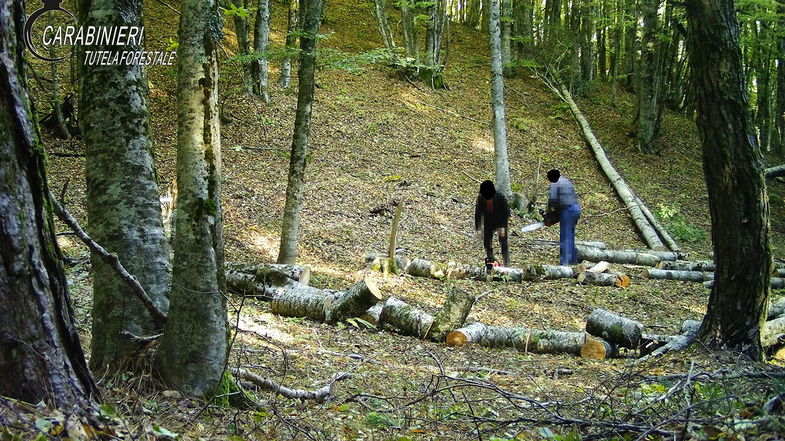 Cosenza, trafugavano legna dalla Riserva naturale: Denunciati 