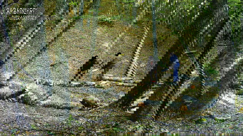 Cosenza, trafugavano legna dalla Riserva naturale: Denunciati
