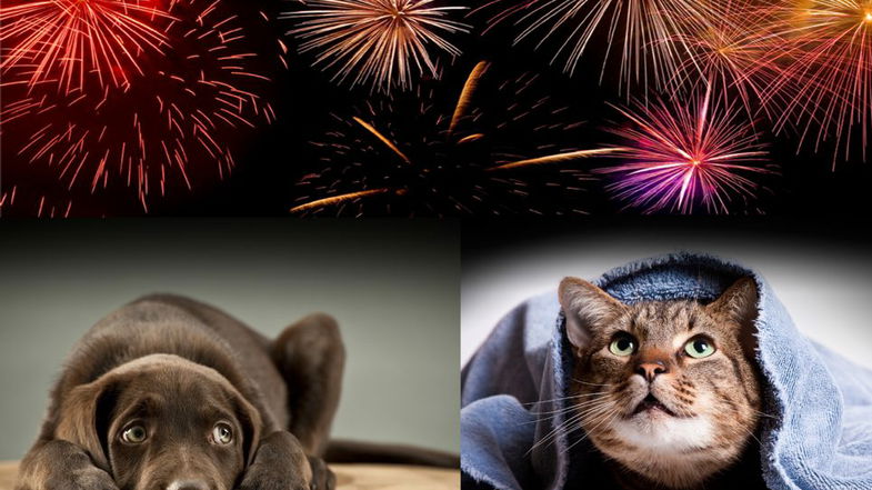 Botti di Capodanno, 400 morti tra cani e gatti: Maglia nera per la Calabria