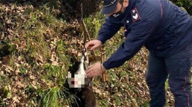 Gatto finisce in una trappola per cinghiali: salvato dai carabinieri forestali