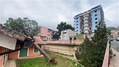 Raffiche di vento, a Cassano un pino si abbatte sulla scuola Materna