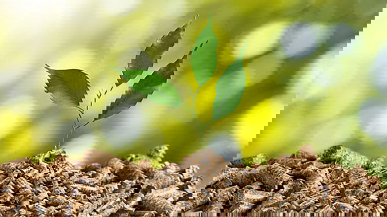 In Calabria nasce un modello virtuoso per la gestione della biomassa