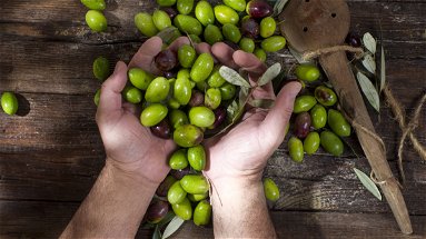 Webinar sull’innovazione tecnologica nei frantoi per la qualità degli oli extravergine d'oliva
