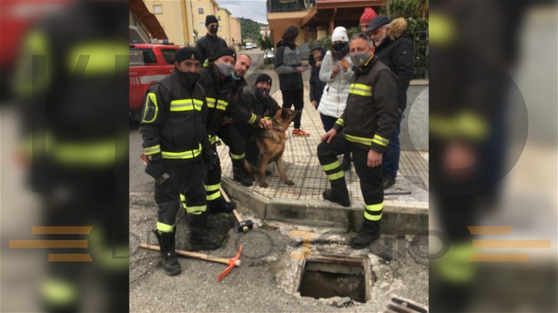 L'incubo di un pastore tedesco finito in un canale di scolo e salvato da vigili del fuoco