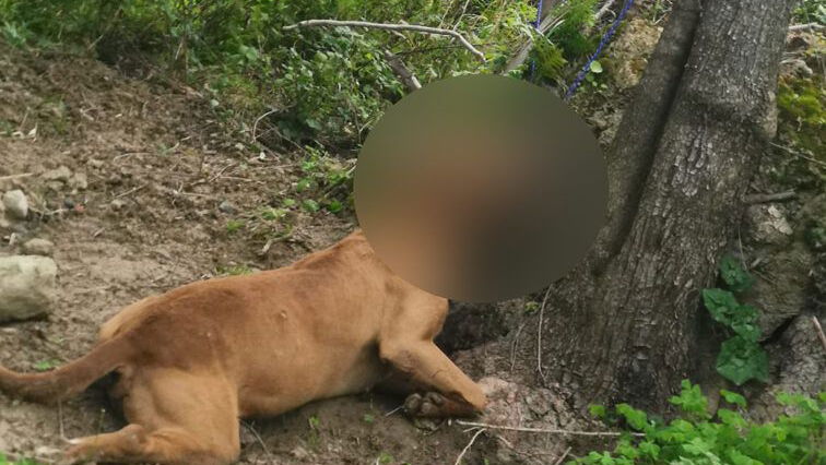 Cane trovato impiccato ad un albero a Rossano: la vergogna continua